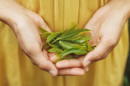 Close-up female hands holding fresh tea leaves. High quality advertising photo