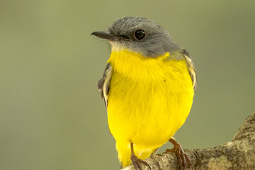 Eastern Yellow Robin in Queensland Australia