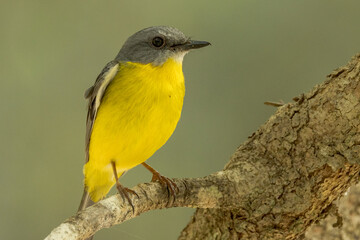 Eastern Yellow Robin in Queensland Australia
