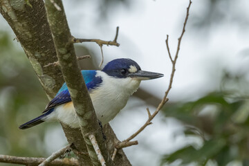 Forest Kingfisher in Queensland Australia