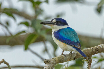 Forest Kingfisher in Queensland Australia