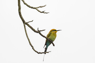Rainbow Bee-eater in Queensland Australia