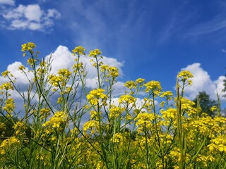 Blue sky over yellow flowers