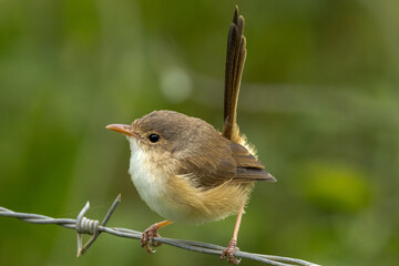 Female Red-backed Fairywren in Queensland Australia