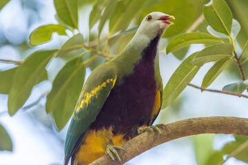Wompoo Fruit Dove in Queensland Australia