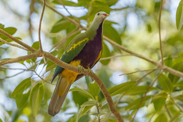 Wompoo Fruit Dove in Queensland Australia