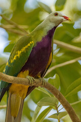 Wompoo Fruit Dove in Queensland Australia