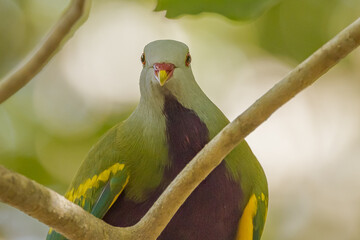 Wompoo Fruit Dove in Queensland Australia