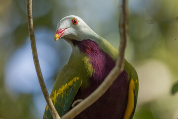 Wompoo Fruit Dove in Queensland Australia