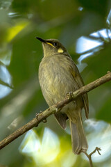 Yellow-spotted Honeyeater in Queensland Australia