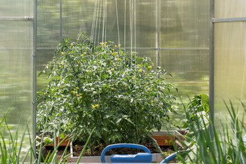 Green tomato plant in hothouse