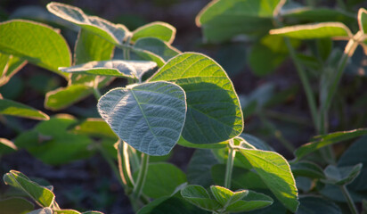 Green soy leaf close-up. Soft evening sunlight. Selective focus. © malshak_off