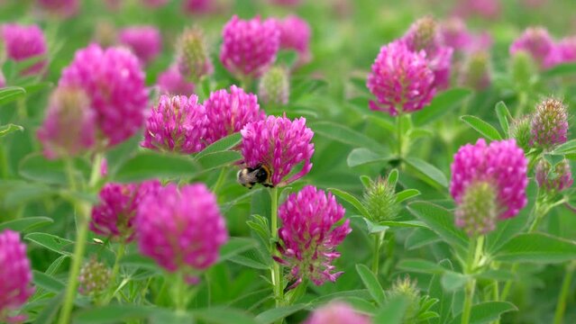 Close up - Bumblebee collects nectar from pink flowers. Macro footage. Concept of insect. Slowmotion.