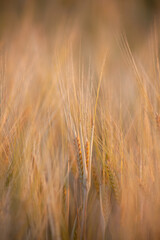 Spikelet of barley in a dense field. Barley field in the golden glow of the evening sun. Spikelets background on the field. Selective focus
