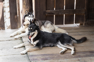 husky dogs on a wooden floor in a kennel