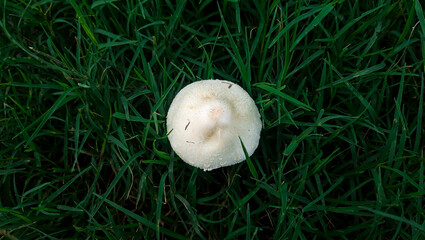 Poisonous mushrooms (Chlorophyllum molybdites)white flowers with Dark Green Background .