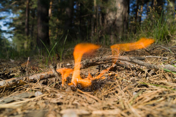 Wildfire. The threat of disaster and a large forest fire. Dry grass, needles and branches are burning. Dangerous open fire. Selective focus