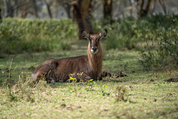 male Waterbuck, Kobus ellipsiprymnus, large antelope in East Africa. Nice African animal in the nature habitat. Wildlife scene from nature