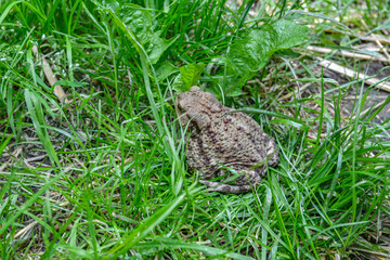 Common toad (Bufo bufo) closeup .