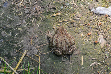 Common toad (Bufo bufo) closeup .