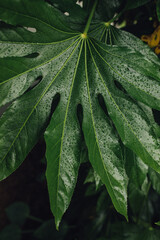 Fatsia japonica (fatsi, Japanese aralia, glossy-leaved paper plant, false castor oil plant, fig-leaf palm) is a shrub