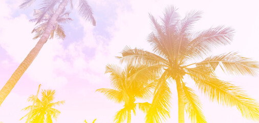 Fototapeta na wymiar The banner season of colors with a tropical in Summer of Palm Trees Vintage - cloud sky summer tropical summer image background