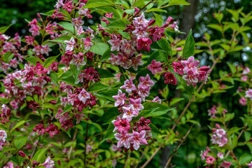 Flowers of pink weigela