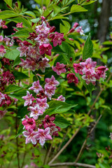 Flowers of pink weigela