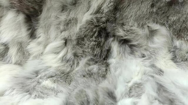 gray fur texture close-up beautiful wind blowing video