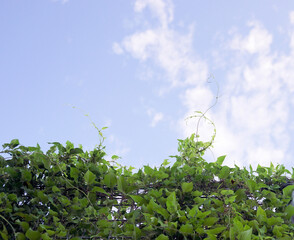 青空とみどりの葉