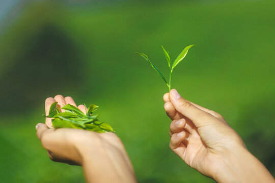 Close-up female hands holding fresh tea leaves in front of tea plantation blurred copy space background. High quality advertising photo
