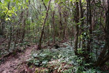 primeval forest with old trees and vines and fern
