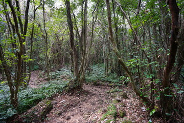 old trees and pathway in deep forest