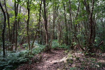 Fototapeta na wymiar old trees and fern in deep forest