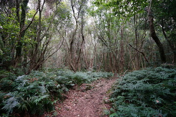 fern and old trees in wild forest
