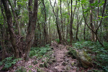 old trees and fern in deep forest