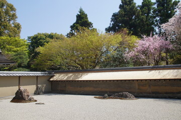 Fototapeta na wymiar 龍安寺の石庭と桜