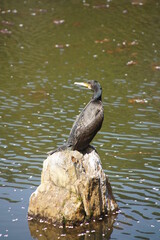 龍安寺の鵜