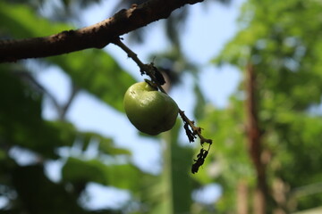 A natural green bimbili fruit