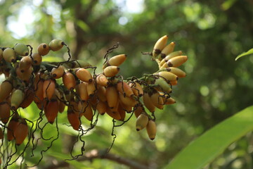 Arecanut also called as adakka