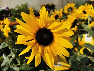 Sunflower in the garden