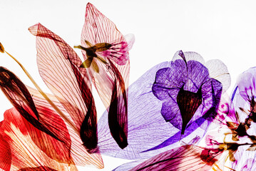 dry petals on the white