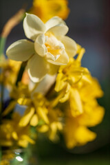 Fototapeta na wymiar spring bouquet in the vase