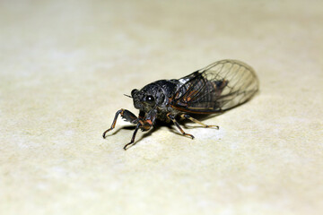 A close-up photo of a cicada. Macro insects.