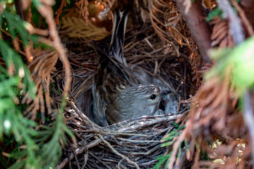 The female bird is sitting on the nest. Reproduction of birds.