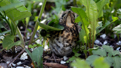 A thrush chick hides in the grass. A young chick in the grass.