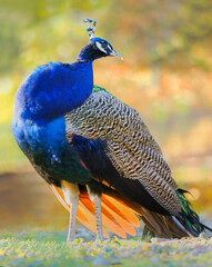 Colour portrait of peacock in nature in light sun