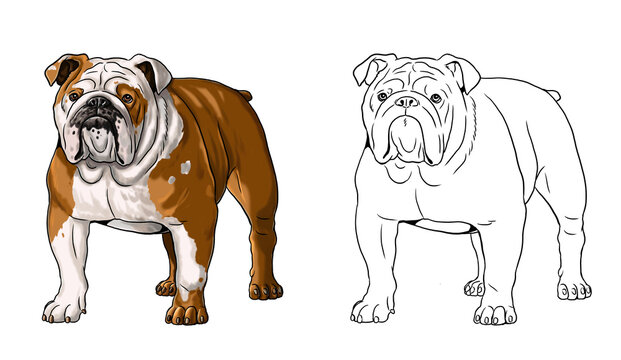 Cute english bulldog drawing for coloring book. Isolated illustration with the sweet dog. British bulldog drawing.
