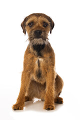 Border terrier dog isolated on white background