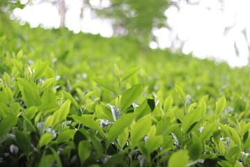 Obraz premium Tea Leaves in Sri Lanka